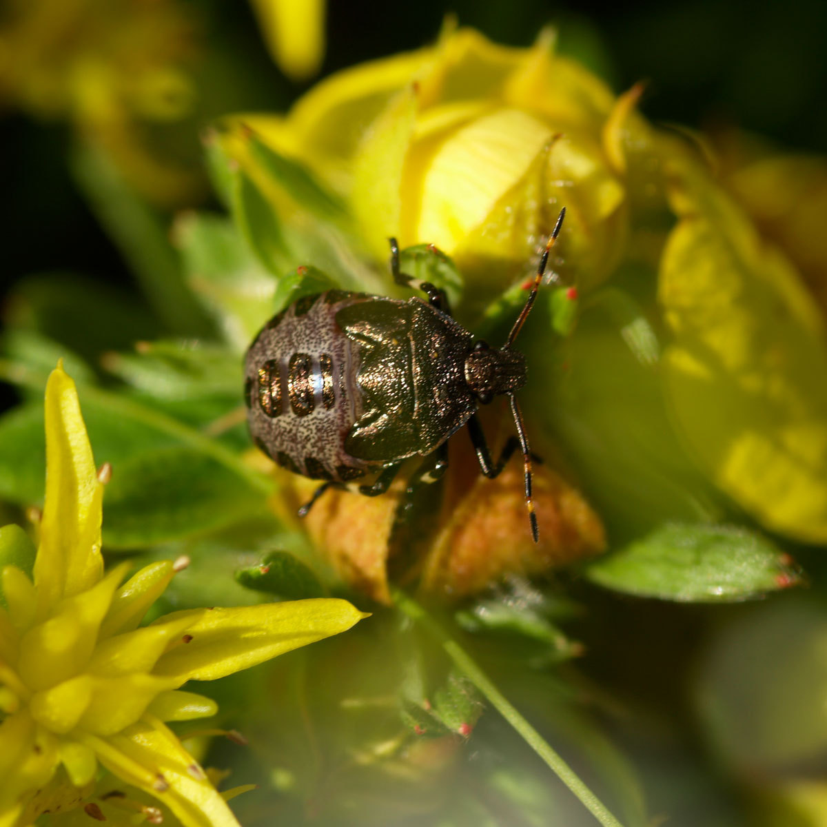 Makrofauna